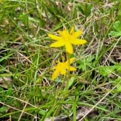 Hypoxis hygrometrica var. hygrometrica at South East Forest National Park - 18 Jan 2024 12:35 PM