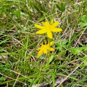 Hypoxis hygrometrica var. hygrometrica at South East Forest National Park - 18 Jan 2024 12:35 PM