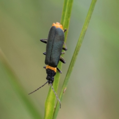 Chauliognathus lugubris (Plague Soldier Beetle) at Glen Allen, NSW - 18 Jan 2024 by AlisonMilton