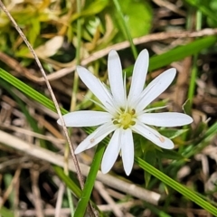 Stellaria pungens (Prickly Starwort) at South East Forest National Park - 18 Jan 2024 by trevorpreston