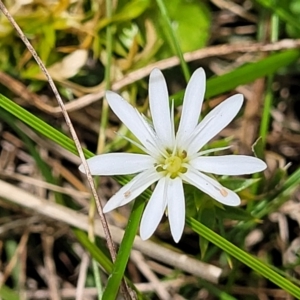 Stellaria pungens at South East Forest National Park - 18 Jan 2024