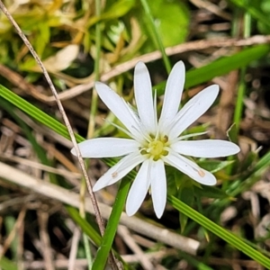 Stellaria pungens at South East Forest National Park - 18 Jan 2024 12:34 PM