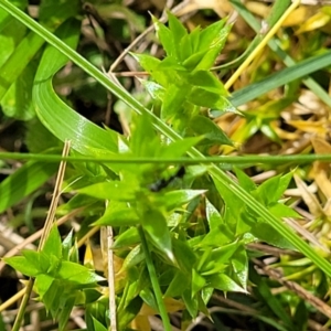 Stellaria pungens at South East Forest National Park - 18 Jan 2024