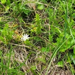 Stellaria pungens at South East Forest National Park - 18 Jan 2024