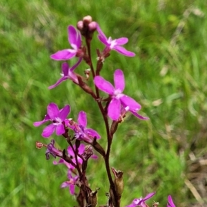 Stylidium sp. at South East Forest National Park - 18 Jan 2024