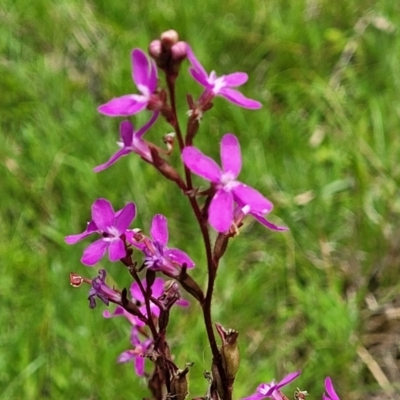 Stylidium sp. (Trigger Plant) at South East Forest National Park - 18 Jan 2024 by trevorpreston