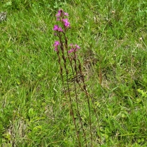 Stylidium sp. at South East Forest National Park - 18 Jan 2024