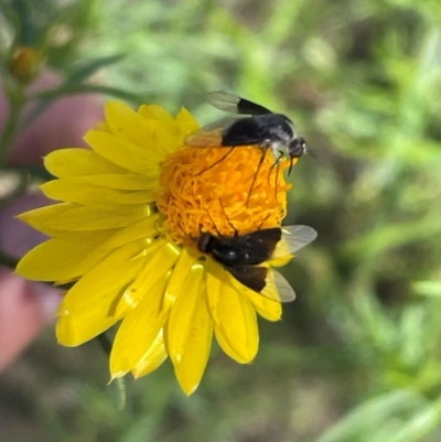 Geron nigralis (Slender bee fly) at Bruce, ACT - 18 Jan 2024 by JVR