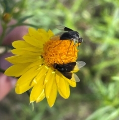 Geron nigralis (Slender bee fly) at Bruce Ridge to Gossan Hill - 18 Jan 2024 by JVR