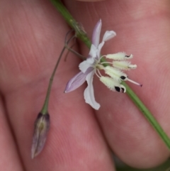 Arthropodium milleflorum (Vanilla Lily) at South East Forest National Park - 18 Jan 2024 by AlisonMilton