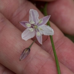 Arthropodium milleflorum at South East Forest National Park - 18 Jan 2024 02:01 PM