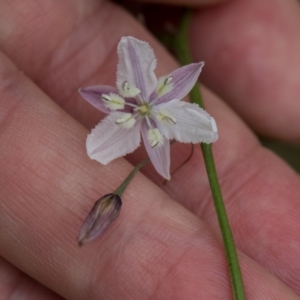 Arthropodium milleflorum at South East Forest National Park - 18 Jan 2024 02:01 PM