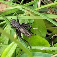 Bobilla sp. (genus) (A Small field cricket) at Nunnock Grassland Walking Track - 18 Jan 2024 by trevorpreston