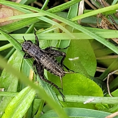Bobilla sp. (genus) (A Small field cricket) at Nunnock Grassland Walking Track - 18 Jan 2024 by trevorpreston