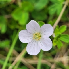 Geranium potentilloides var. potentilloides (Downy Geranium) at South East Forest National Park - 18 Jan 2024 by trevorpreston