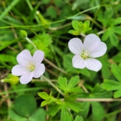 Geranium potentilloides var. potentilloides at South East Forest National Park - 18 Jan 2024