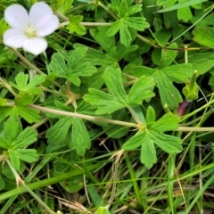 Geranium potentilloides var. potentilloides at South East Forest National Park - 18 Jan 2024 12:29 PM