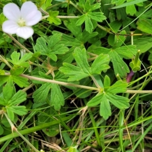 Geranium potentilloides var. potentilloides at South East Forest National Park - 18 Jan 2024