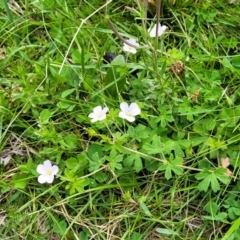 Geranium potentilloides var. potentilloides at South East Forest National Park - 18 Jan 2024 12:29 PM