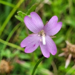 Epilobium billardiereanum subsp. cinereum (Variable Willow-herb) at Nunnock Grassland Walking Track - 18 Jan 2024 by trevorpreston