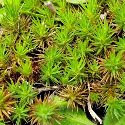 Polytrichaceae sp. (family) (A moss) at Tantawangalo, NSW - 18 Jan 2024 by trevorpreston