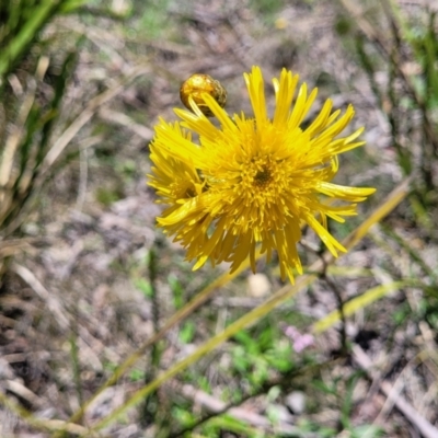 Podolepis jaceoides (Showy Copper-wire Daisy) at Glen Allen, NSW - 18 Jan 2024 by trevorpreston