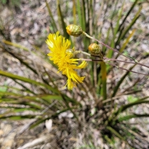 Podolepis jaceoides at Glen Allen, NSW - 18 Jan 2024 12:16 PM