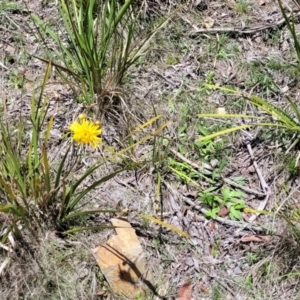 Podolepis jaceoides at Glen Allen, NSW - 18 Jan 2024