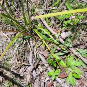 Podolepis jaceoides at Glen Allen, NSW - 18 Jan 2024 12:16 PM