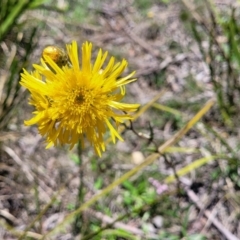 Podolepis jaceoides at Glen Allen, NSW - 18 Jan 2024 12:16 PM