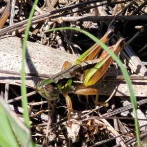 Praxibulus eurobodallae at Glen Allen, NSW - 18 Jan 2024