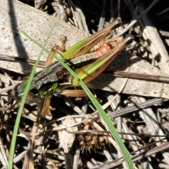 Praxibulus eurobodallae at Glen Allen, NSW - 18 Jan 2024