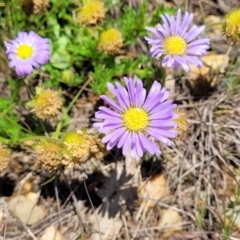 Calotis glandulosa (Mauve Burr-daisy) at Glen Allen, NSW - 18 Jan 2024 by trevorpreston