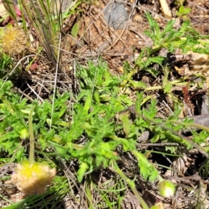 Calotis glandulosa at Glen Allen, NSW - 18 Jan 2024