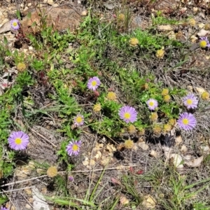 Calotis glandulosa at Glen Allen, NSW - 18 Jan 2024