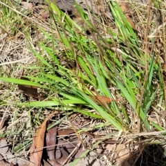 Anthoxanthum odoratum at Glen Allen, NSW - 18 Jan 2024