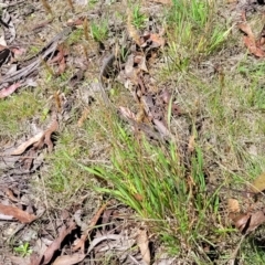 Anthoxanthum odoratum at Glen Allen, NSW - 18 Jan 2024 11:47 AM