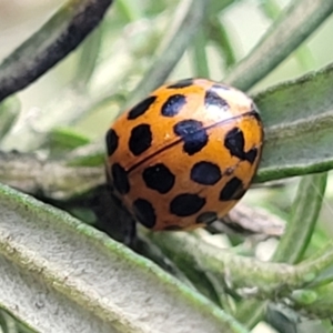 Harmonia conformis at Glen Allen, NSW - 18 Jan 2024 11:46 AM