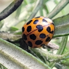 Harmonia conformis (Common Spotted Ladybird) at Glen Allen, NSW - 18 Jan 2024 by trevorpreston