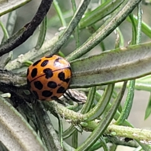 Harmonia conformis at Glen Allen, NSW - 18 Jan 2024