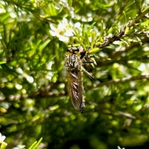 Asilinae sp. (subfamily) at GG182 - 18 Jan 2024 10:21 AM