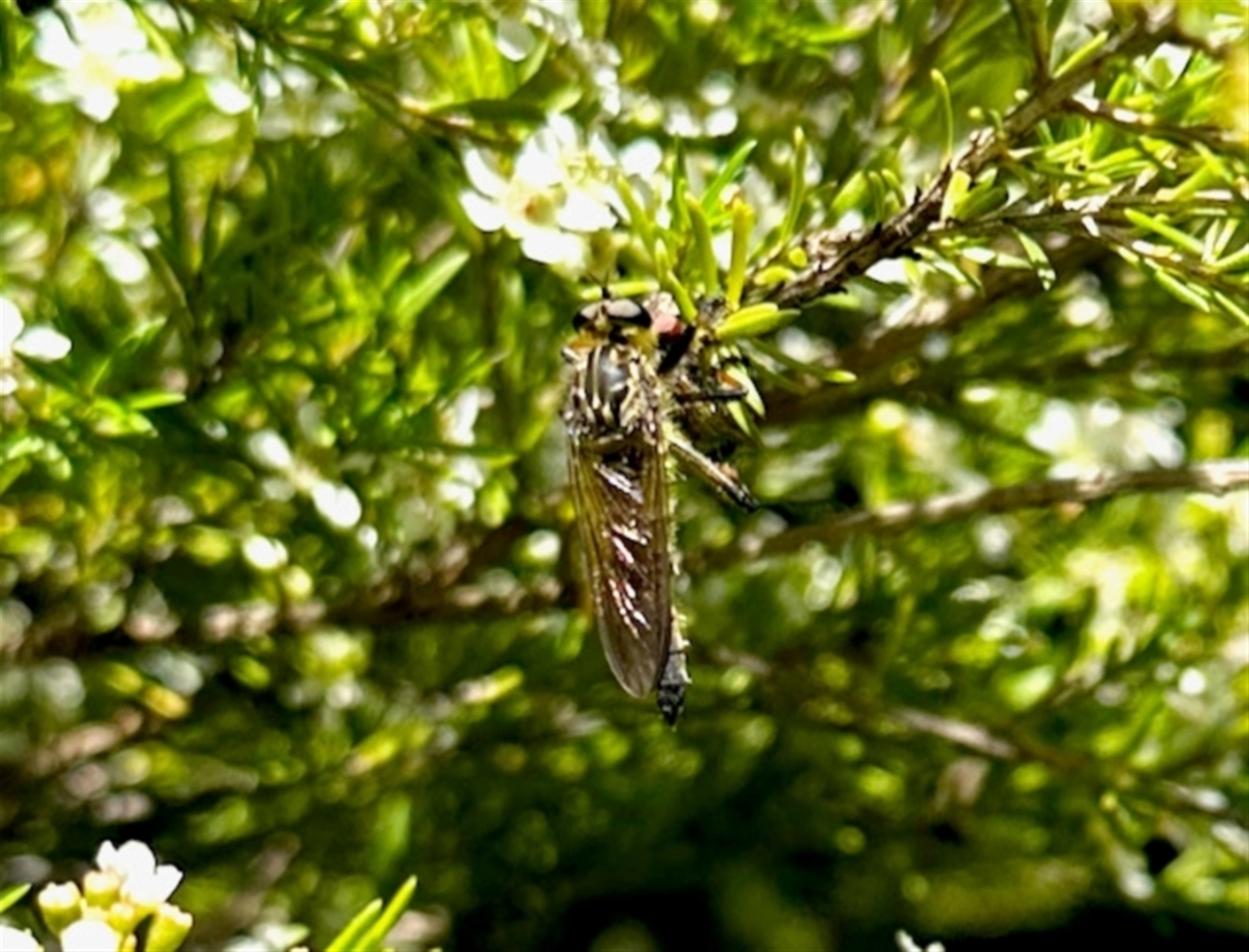 Asilinae sp. (subfamily) at Undefined Area - 18 Jan 2024 10:21 AM