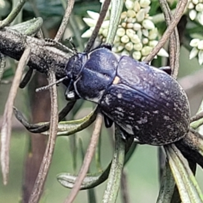 Lepispilus sp. (genus) (Yellow-spotted darkling beetle) at Glen Allen, NSW - 18 Jan 2024 by trevorpreston