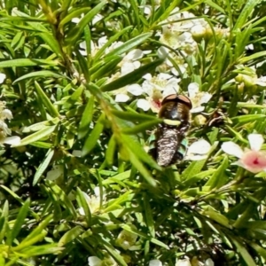 Odontomyia hunteri at GG182 - 18 Jan 2024