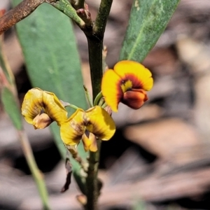 Daviesia mimosoides subsp. mimosoides at Glen Allen, NSW - 18 Jan 2024