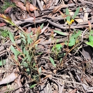 Daviesia mimosoides subsp. mimosoides at Glen Allen, NSW - 18 Jan 2024