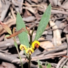 Daviesia mimosoides subsp. mimosoides at Glen Allen, NSW - 18 Jan 2024