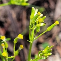 Senecio diaschides (Erect Groundsel) at Glen Allen, NSW - 18 Jan 2024 by trevorpreston