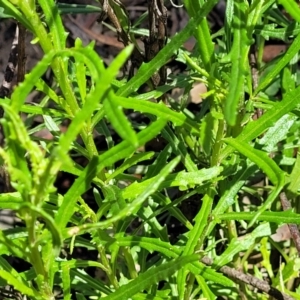 Senecio diaschides at Glen Allen, NSW - 18 Jan 2024