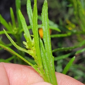 Senecio diaschides at Glen Allen, NSW - 18 Jan 2024